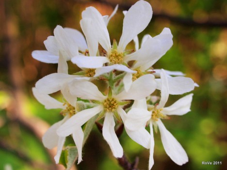 Felsenbirnen-Blüten, Foto (C) Roberto Verzo / flickr
