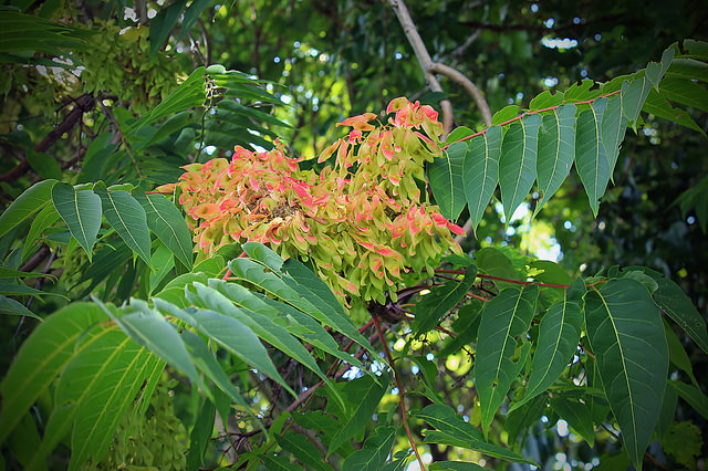Götterbaum mit Früchten, Foto (C) Nicholas A. Tonelli / flickr