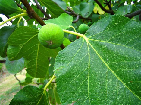 Feigen am Baum, Foto (C) Anthony Majanlahti / flickr
