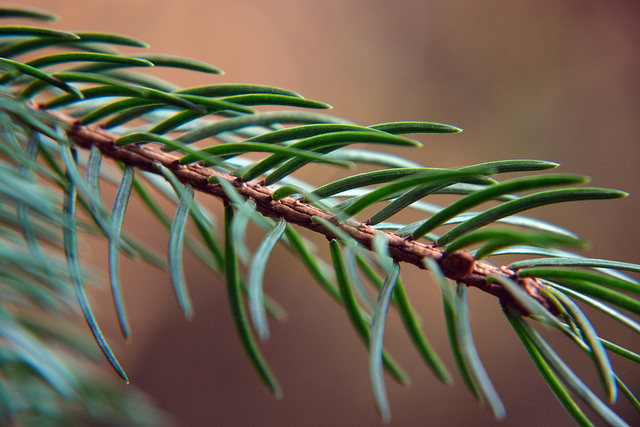 Tannennadeln, Foto (C) unbekannt270 / flickr