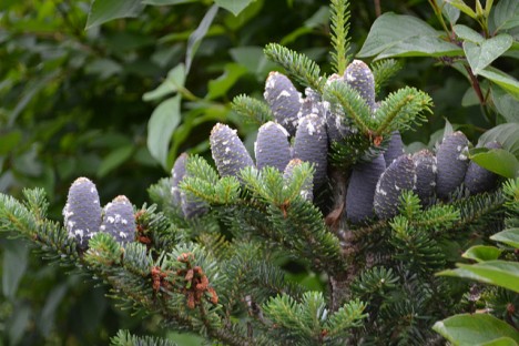 Tannenzapfen, Foto (C) Steven Hille / flickr