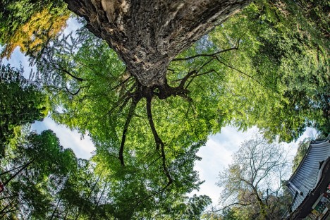 Ginkgobaum, Foto (C) aotaro / flickr