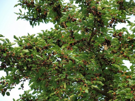 Maulbeerbaum, Foto (C) Roberto Verzo / flickr
