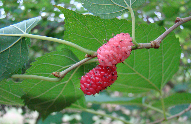 Maulbeeren, Foto (C) mauroguanandi / flickr