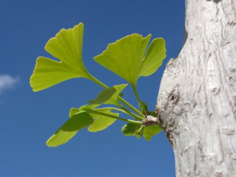 Ginkgo-Blätter, frisch ausgetrieben