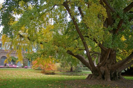 Ginkgo biloba im Botanischen Garten Tours, Frankreich