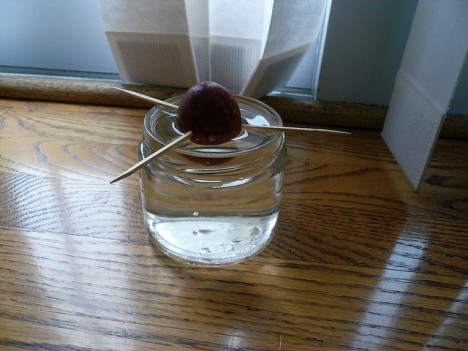 Avocado im Wasserglas züchten, Foto Wei Tchou / flikr