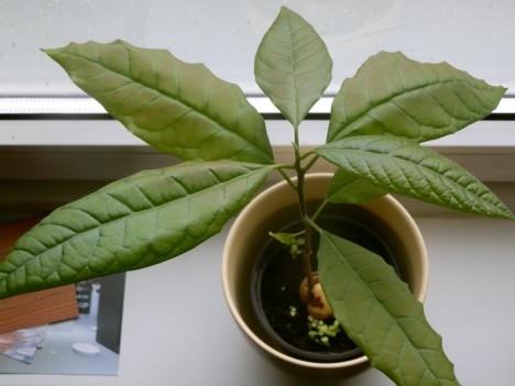 Zimmer-Avocado, Foto (C) Irmgard Brottrager