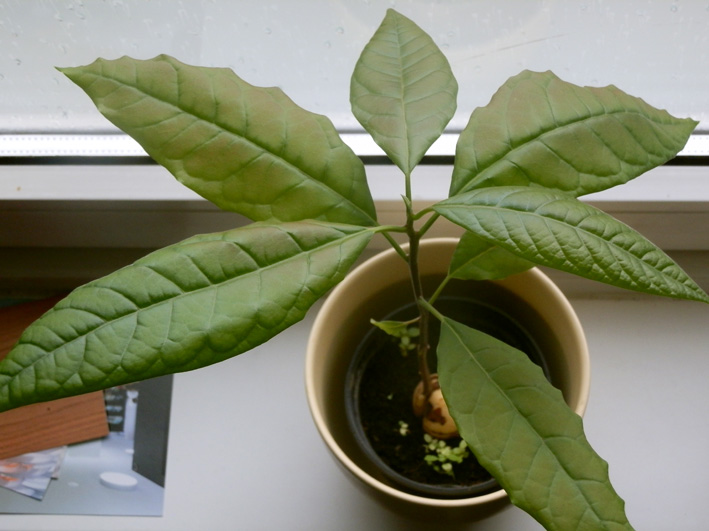 Zimmer-Avocado, Foto (C) Irmgard Brottrager