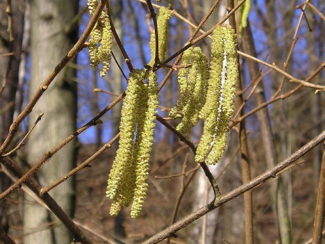 Haselnuss-Blüte, Foto (C) Maja Dumat / flickr