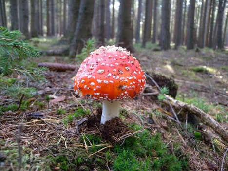 Fliegenpilz, Foto (C) weisserstier / flikr