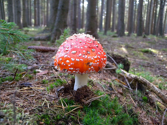 Fliegenpilz, Foto (C) weisserstier / flikr