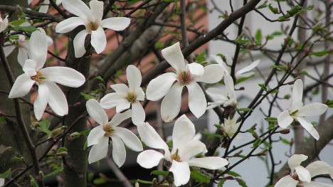 Weiße Magnolie, Foto (C) Cristian Bortes / flickr