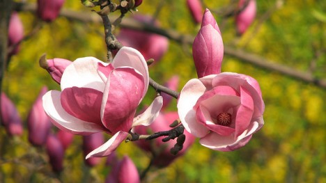 Purpurfarbige Magnolie, Foto (C) Cristian Bortes / flickr