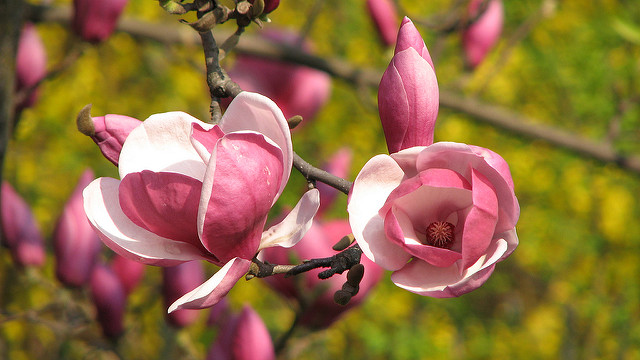 Purpurfarbige Magnolie, Foto (C) Cristian Bortes / flickr