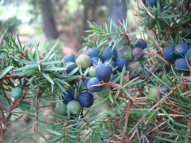 Wacholderbeeren, Foto (C) David J / flickr