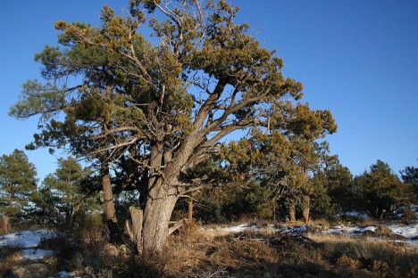 Wacholderbaum, Foto (C) Alan Levine / flikr