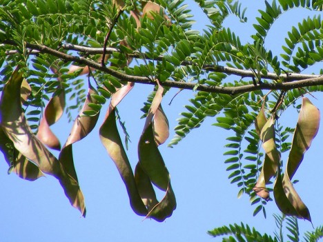 Carob-Früchte, Foto (C) Emilian Robert Vicol / flickr