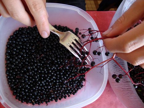 Holunderbeeren, Foto (C) BLESS_PICTURES / flikr