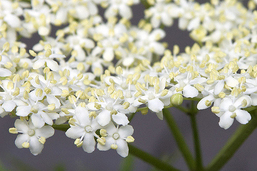 Holunderblüten, Foto (C) Jessie Hirsch / flikr