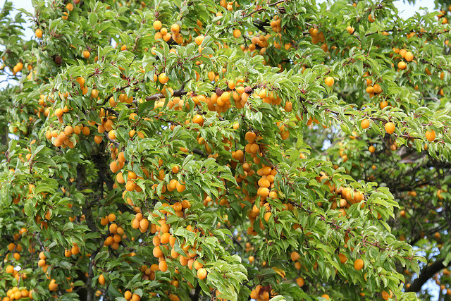 Mirabellenbaum, Foto (C) Maja Dumat / flikr