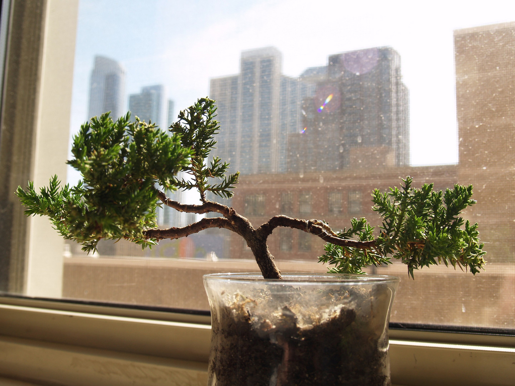 Wunder der Natur: Bonsai-Bäumchen in der Großstadt
