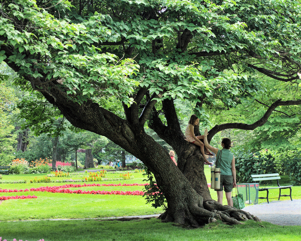 Lieblingsplatz Baum: Gar nicht so einfach in der Großstadt, oder etwa doch?