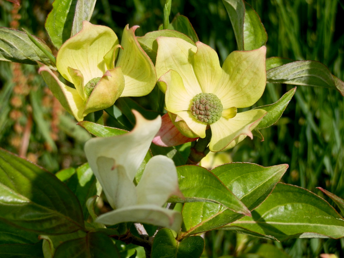 Blumen-Hartriegel, Foto (C) Irmgard Brottrager