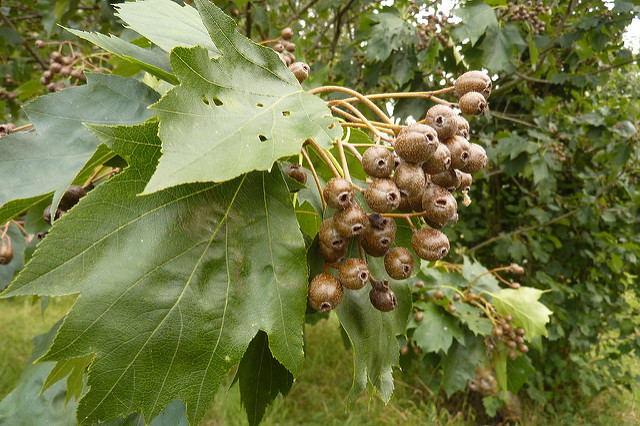 Elsbeere mit Früchten, Foto (C) muffinn / flickr