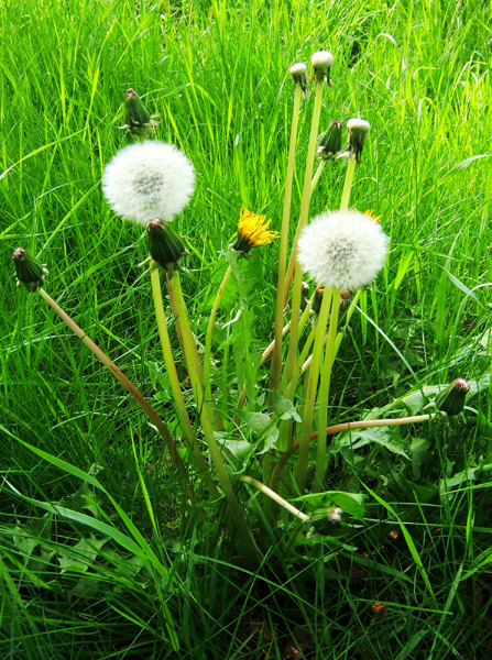Gewöhnlicher Löwenzahn (Taraxacum sect. Ruderalia) ist essbar und schmeckt als Salat zubereitet