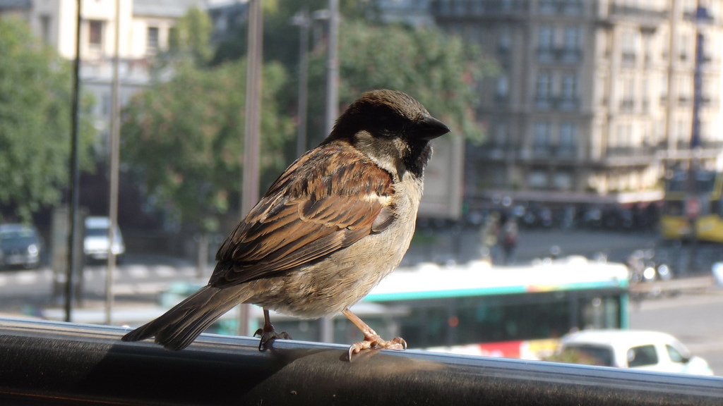 Spatz in der Großstadt: Viele Tiere haben sich an unsere urbanen Lebensräume angepasst