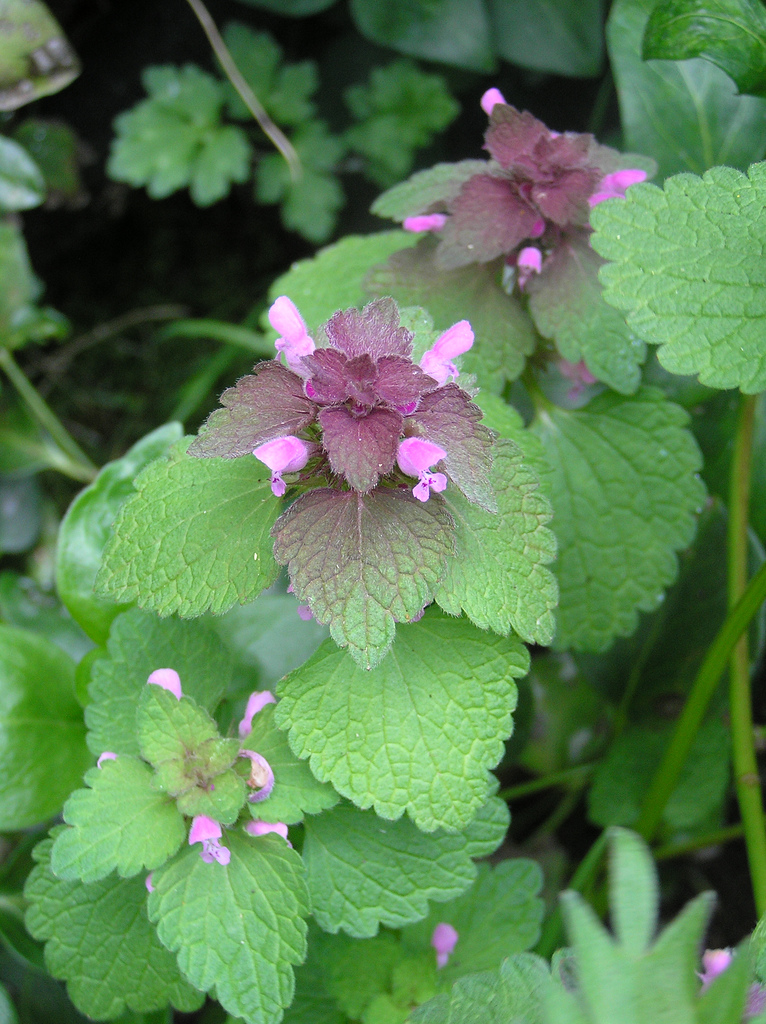 Taubnessel (Lamium): Auch ihre Blüten sind essbar