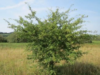 Weißdorn (Crataegus Monogyna)