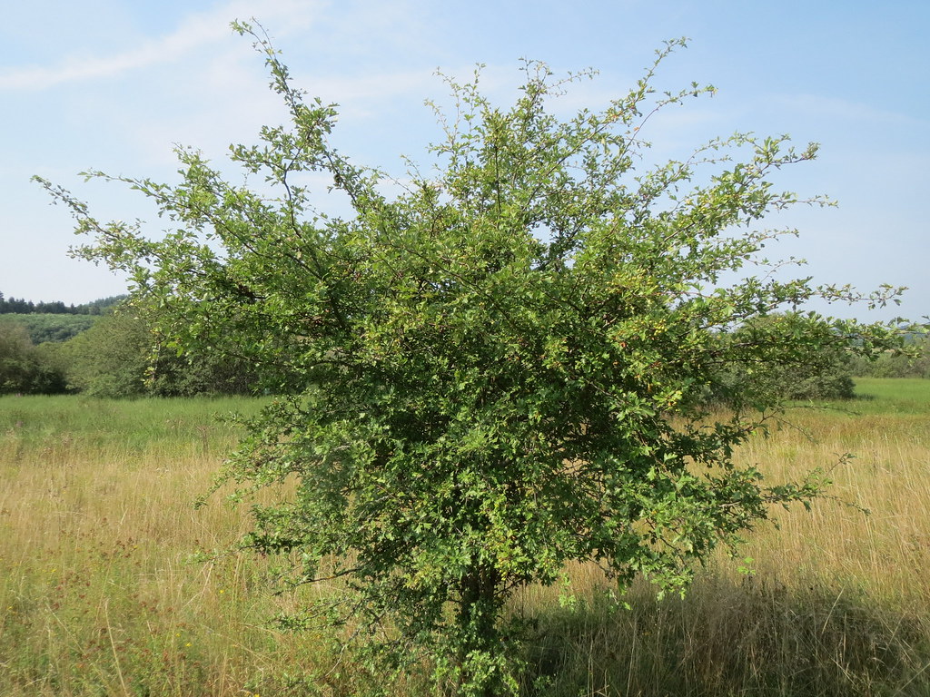 Weißdorn (Crataegus Monogyna)