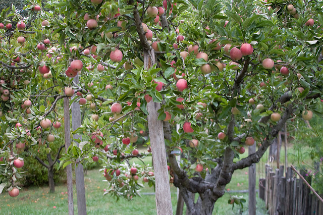 Apfelbaum, Foto (C) Brad Greenlee / flickr