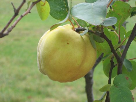 Reife Apfel-Quitte, Foto (C) Jolette Roodt / flickr