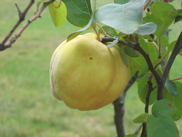Reife Apfel-Quitte, Foto (C) Jolette Roodt / flickr