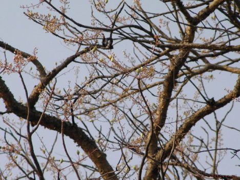 Weihrauchbaum, Foto (C) Lalithamba / flickr