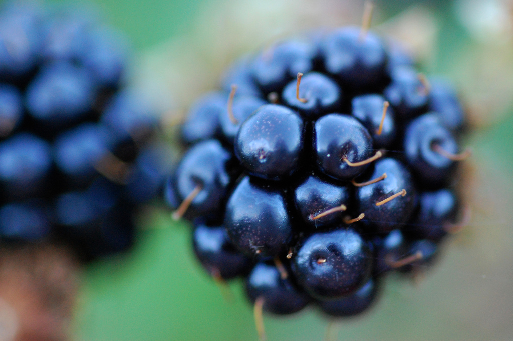 Die bei uns heimische Brombeere ist ein ausgesprochenes "Superfood"