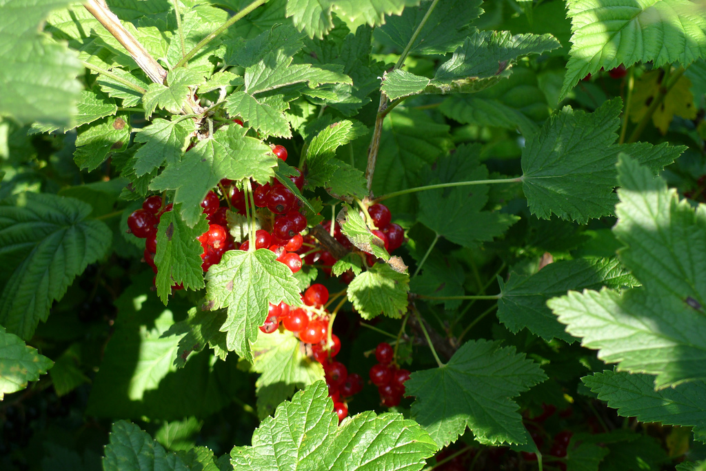 Auch Johannisbeeren zählen zu "Superfood"