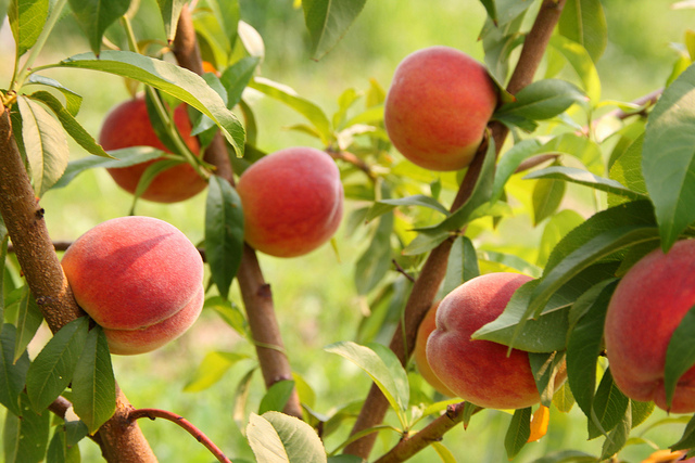 Pfirsiche am Baum, Foto (C) Rosalee Yagihara / flickr