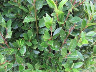 Echter Lorbeer, Laurus nobilis
