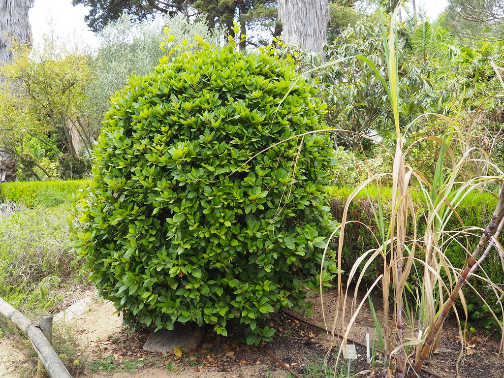 Lorbeer-Busch, Laurus nobilis