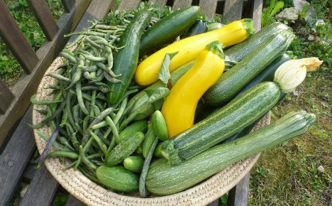 Bitterstoffe in Zucchini können Vergiftungen hervorrufen