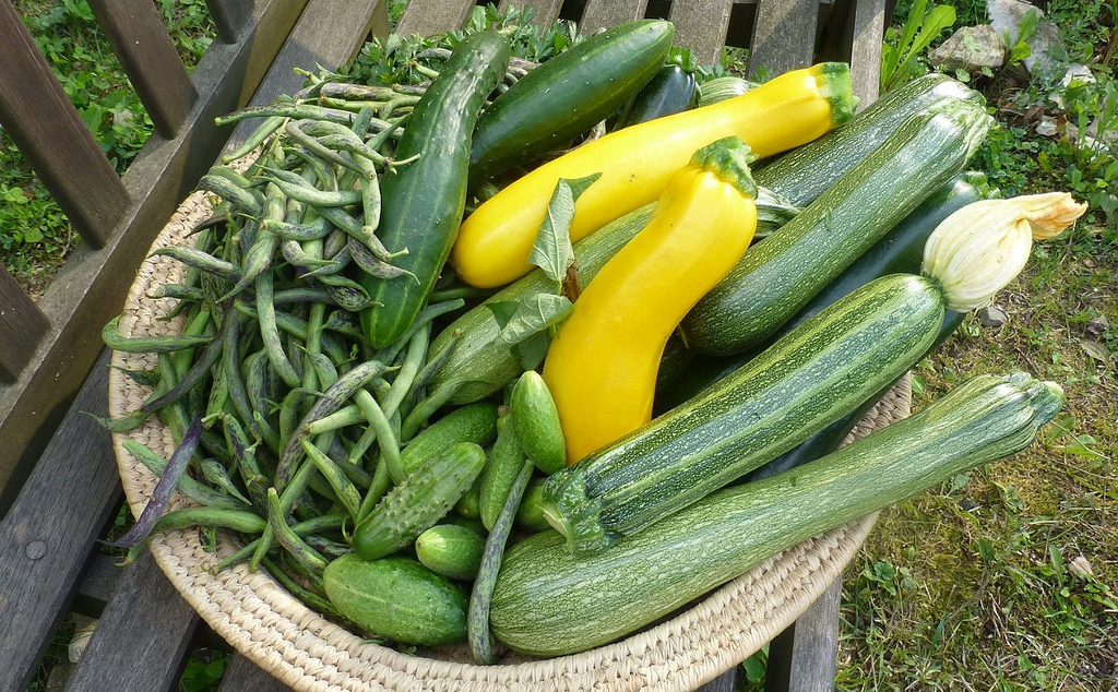 Bitterstoffe in Zucchini können Vergiftungen hervorrufen