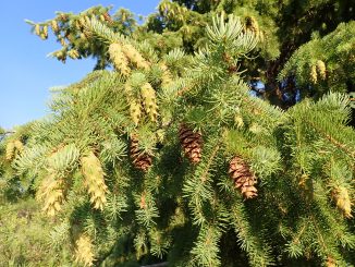 Zapfen der Gewöhnlichen Douglasie , Pseudotsuga menziesii