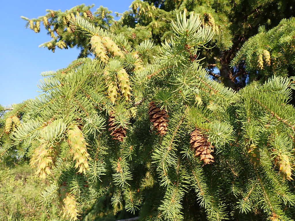 Zapfen der Gewöhnlichen Douglasie , Pseudotsuga menziesii