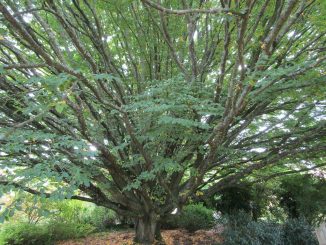 Hainbuche, Carpinus betulus