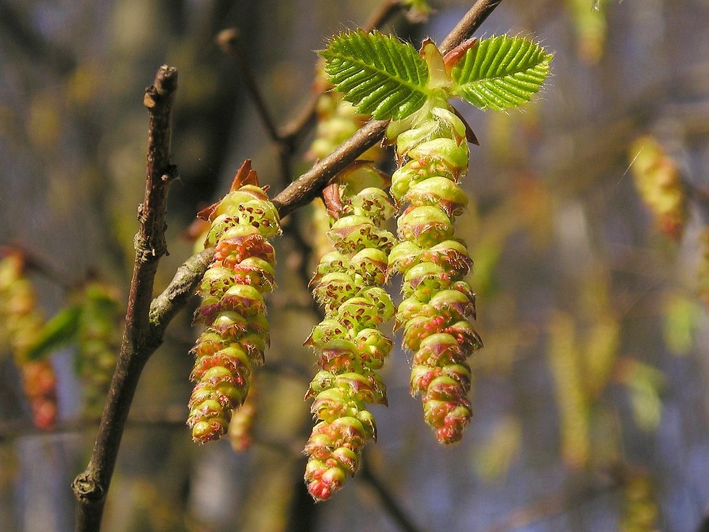 Blütenstände der Hainbuche, Carpinus betulus