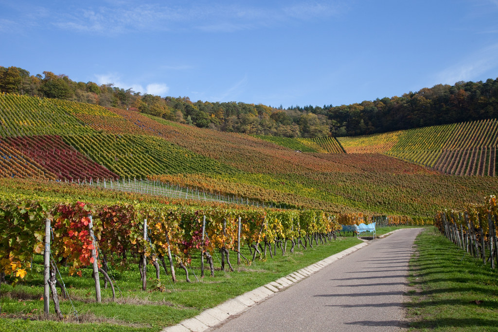 Weinberg im Herbst, Neipperg, Baden-Württemberg